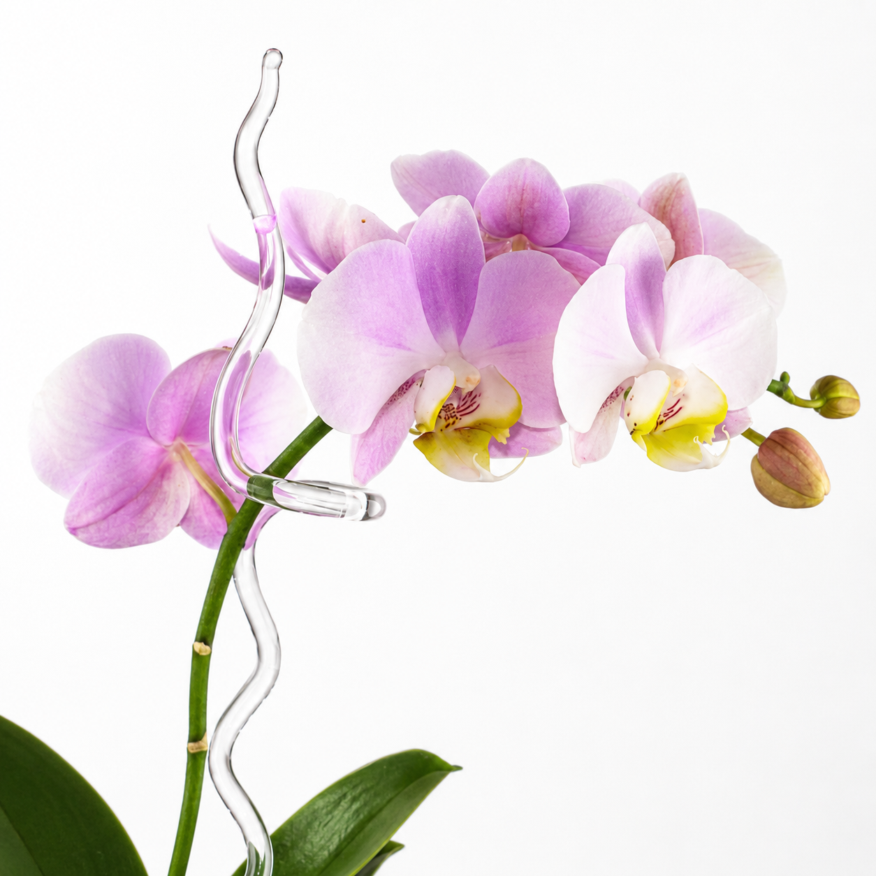 Glas Orchideenstab aus Borosilikatglas – handgefertigte Orchideenstütze | 30, 40 oder 50 cm