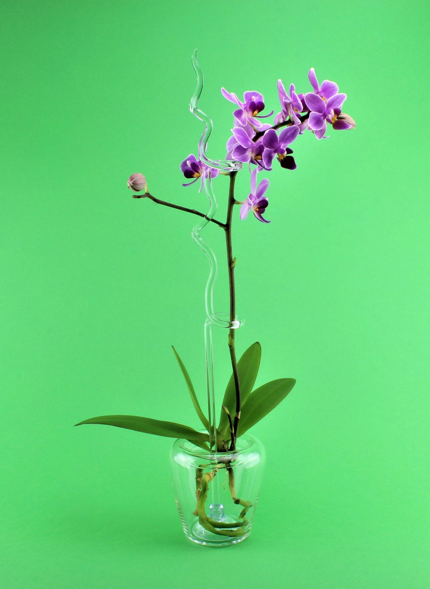 Orchideentopf,  Borosilikat , klar