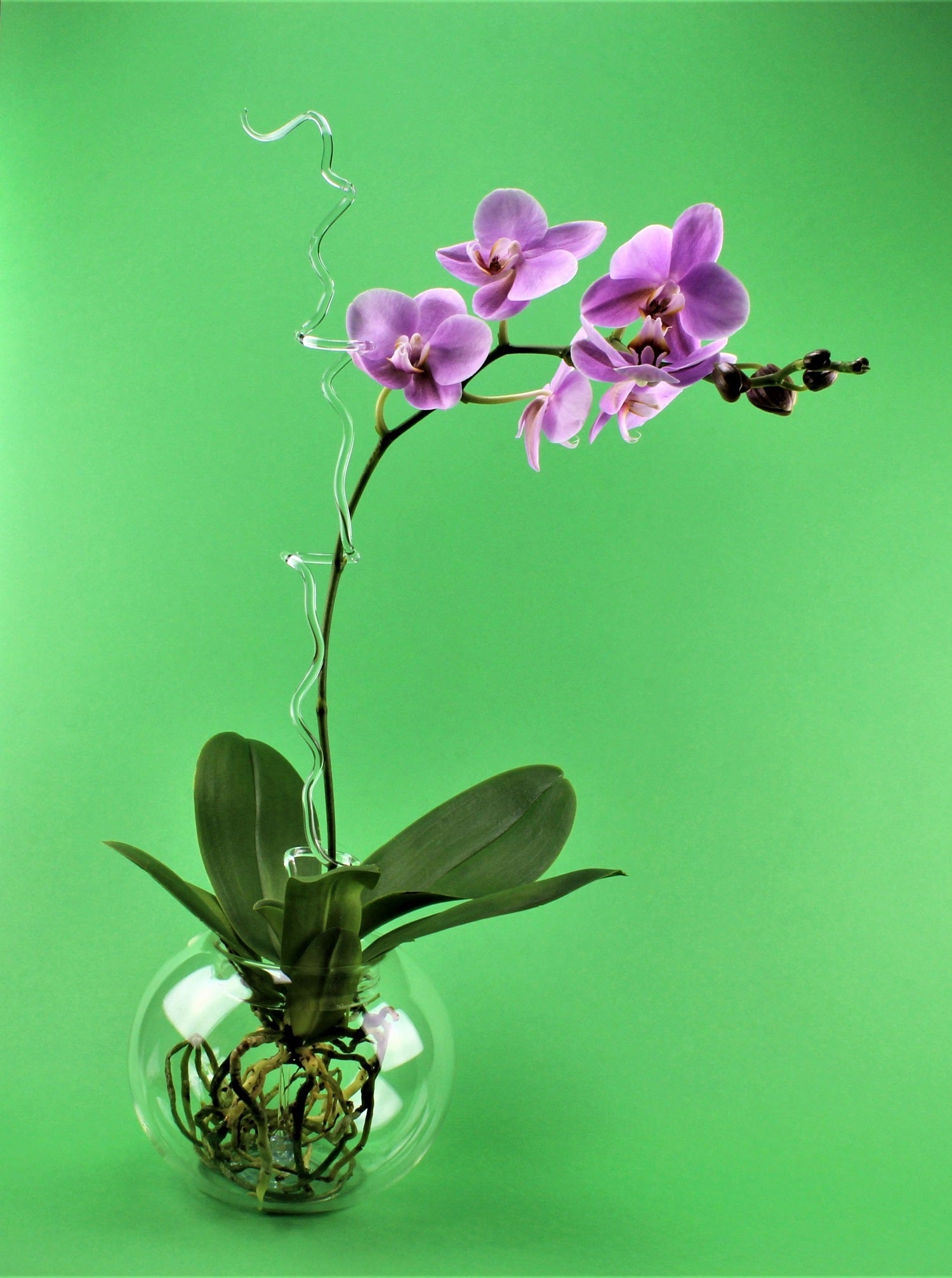 Runder Orchideen Topf aus Glas