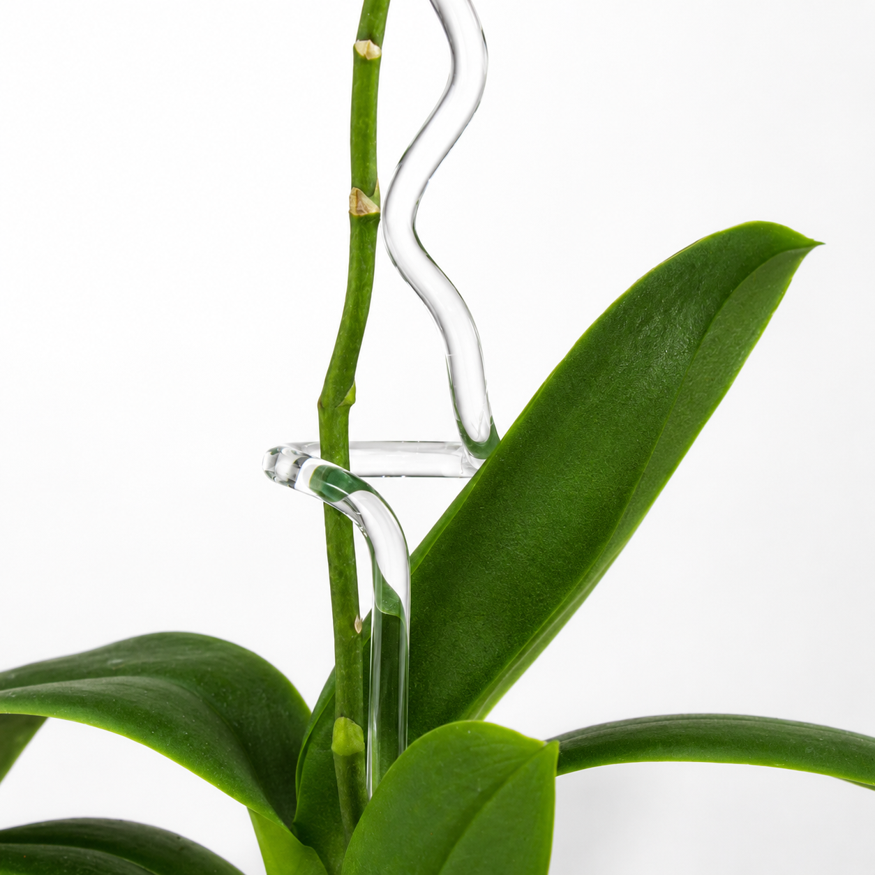 Glas Orchideenstab aus Borosilikatglas – handgefertigte Orchideenstütze | 30, 40 oder 50 cm