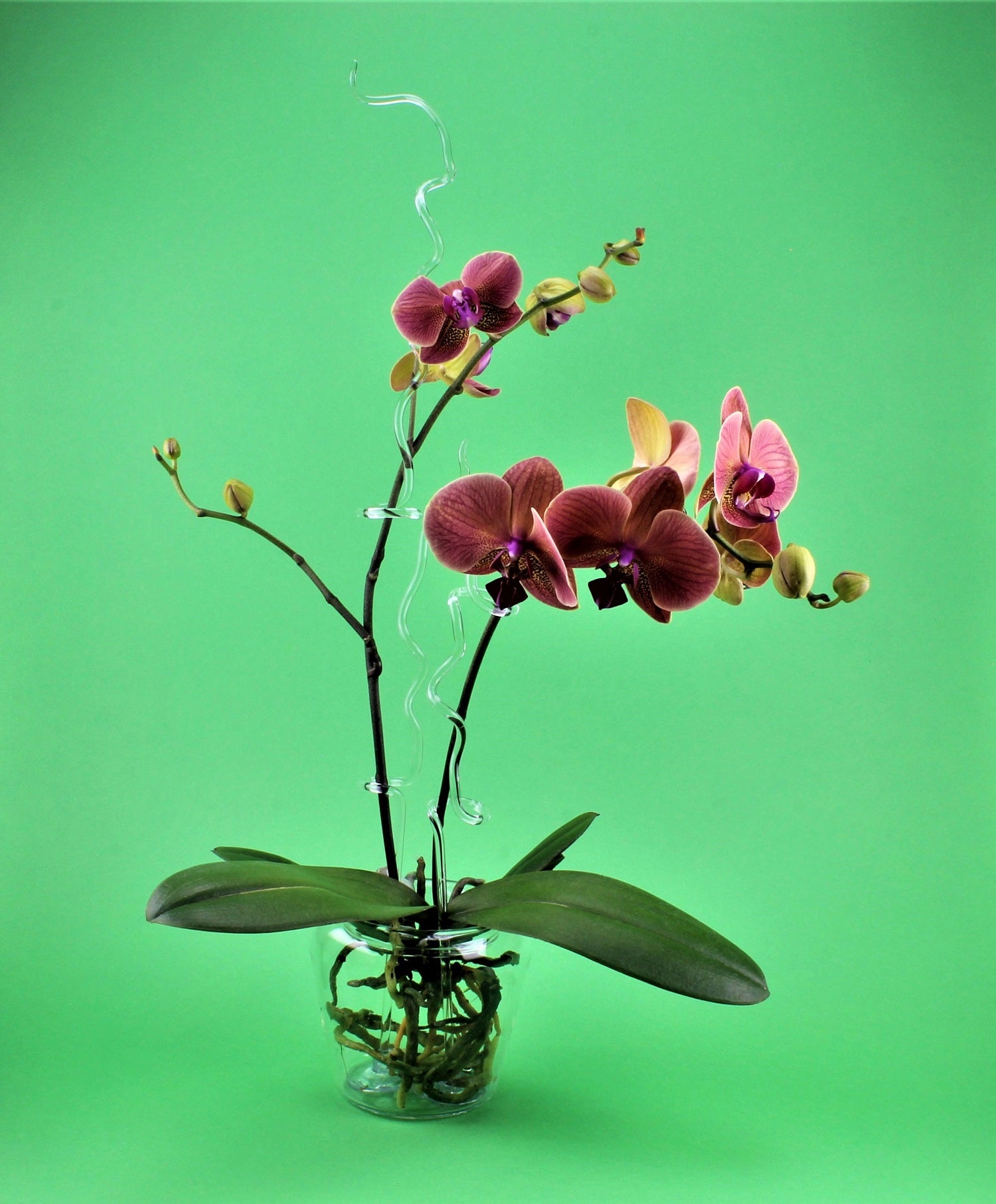 Orchideentopf,  Borosilikat , klar