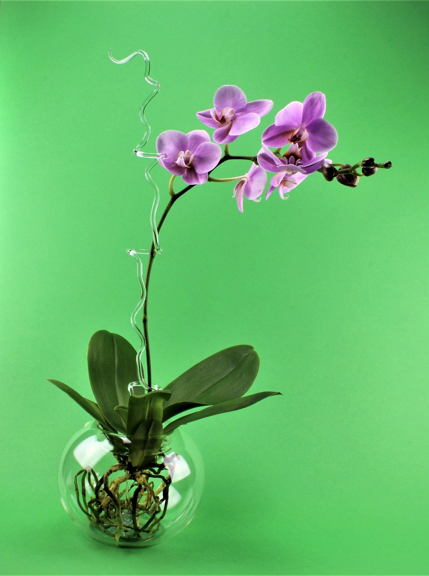 Orchideen Topf rund , Borosilikat , klar